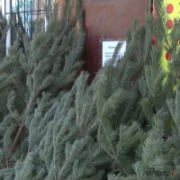 Около 3 тысяч елок завезли в Павлодарскую область к новогодним праздникам