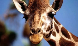 В зоопарке Алматы умер жираф