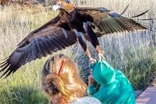 В Австралии орел пытался унести мальчика (фото)