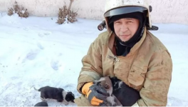 Щенков спасли из горящего здания в Экибастузе