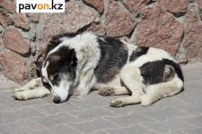 В Павлодаре пройдет благотворительный спектакль в помощь бездомным животным
