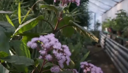 Необычный тропический цветок зацвёл в Павлодаре