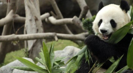 Казахстанцев зовут в Китай посмотреть на панд