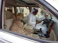 В ОАЭ ввели запрет на содержание дома диких зверей
