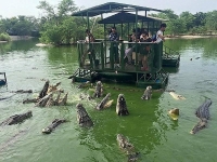 Туристов в Таиланде запускали в пруд с крокодилами