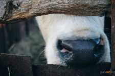 Больной скот в Павлодарской области будут сжигать, а не хоронить