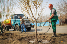 В этом году в Павлодаре намерены более ответственно подойти к высадке деревьев