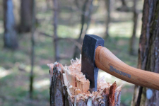 В Павлодарской области лесник незаконно срубил несколько деревьев, пользуясь своими полномочиями