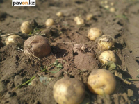 Мировой производитель чипсов использует павлодарский картофель