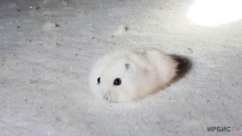 Белых джунгарских хомячков обнаружили лесники в резервате &laquo;Ертіс Орманы&raquo;