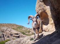 В Павлодарской области охотник убил двух архаров и сайгака