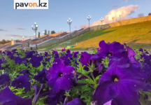 Цветники площадью 40 тысяч квадратных метров украсят Павлодар
