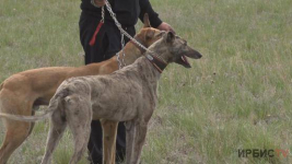 В Павлодаре прошли соревнования среди породистых собак