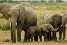 В Зимбабве браконьеры отравили цианидом 14 слонов