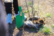 В Павлодаре высадили деревьев в 10 раз меньше обещанного количества?