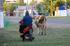 В пригородных селах Павлодара к жителям частного сектора придут с опросниками