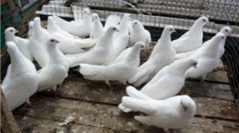 Житель Астаны собирается поставлять в Китай голубиное мясо