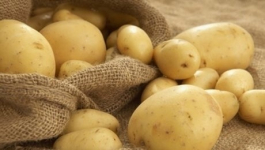 В Минсельхозе прокомментировали возможный рост цен на картофель