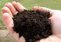 Источником сибирской язвы в Павлодарской области стала зараженная почва