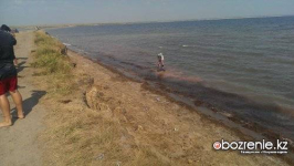 Конкурс на пользование солеными озерами проводят чиновники Павлодарской области