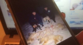 Охотников наказали после фото с убитыми животными в Павлодаре