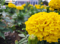 В Павлодаре начали высаживать цветы