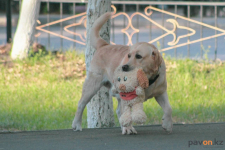 В Экибастузе обустройством площадок для выгула собак займутся владельцы питомцев