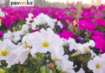 30 тысяч квадратных метров цветников украсят летом Павлодар