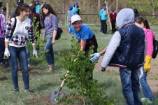 70 новых деревьев посадили в Павлодаре ко Дню Победы