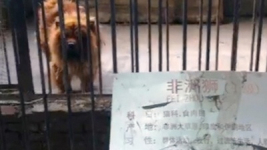 В китайском зоопарке собаку выдавали за льва