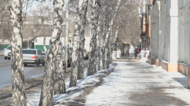 Раннюю обрезку деревьев начали в Павлодаре