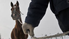 Кражу лошадей по горячим следам раскрыли павлодарские полицейские