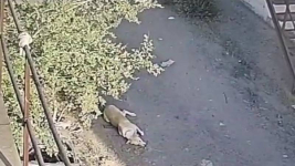 Двух собак породы тазы убили в Павлодаре
