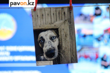 До 22 апреля павлодарцы могут посетить выставку фотографий собак из приюта