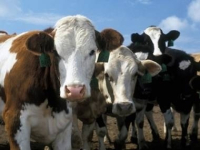 В Павлодарской области увеличились кражи скота