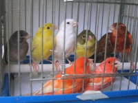В Павлодаре хотят запретить торговлю птицами