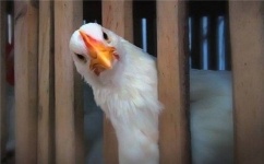 Временный запрет на продажу мяса птицы зарубежного производства ввели в Казахстане