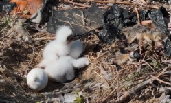 Редкие могильники попали на камеру в Павлодарской области