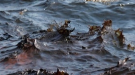 Утечку керосина в реку Есиль под Астаной выявили экологи