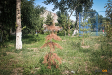 В павлодарском акимате рассказали, как намерены бороться с гибелью деревьев