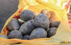 Павлодарский картофель может уехать в США