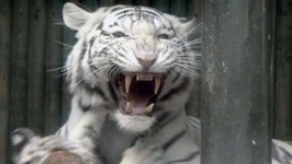 Сбежавший из зоопарка Тбилиси тигр-альбинос задрал человека и был убит