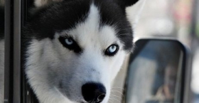 Полиция Павлодара расследует похищение породистой собаки из квартиры