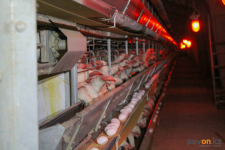 Мощность птицефабрики по производству мяса индейки в Павлодарском районе вырастет в несколько раз