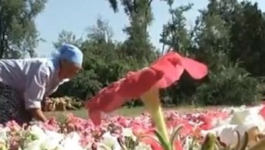 В Алматы начали оригинально бороться с кражами цветов
