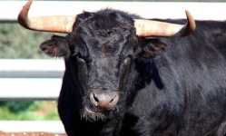 В Павлодарской области бык забодал насмерть своего хозяина