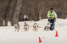 Гонки на собачьих упряжках: соревнование проходило по пяти дисциплинам