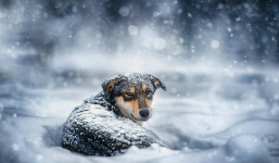 Реабилитационный центр для бездомных животных едва не замерз в 30-градусный мороз в Павлодаре