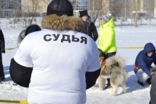 Второй этап Кубка Павлодара по ездовому спорту - Снежные псы