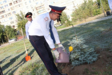 Павлодарские полицейские, ровесники Конституции, высадили аллею памяти